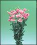 Seminte profesionale EUSTOMA - Lisianthus - imagine 48849